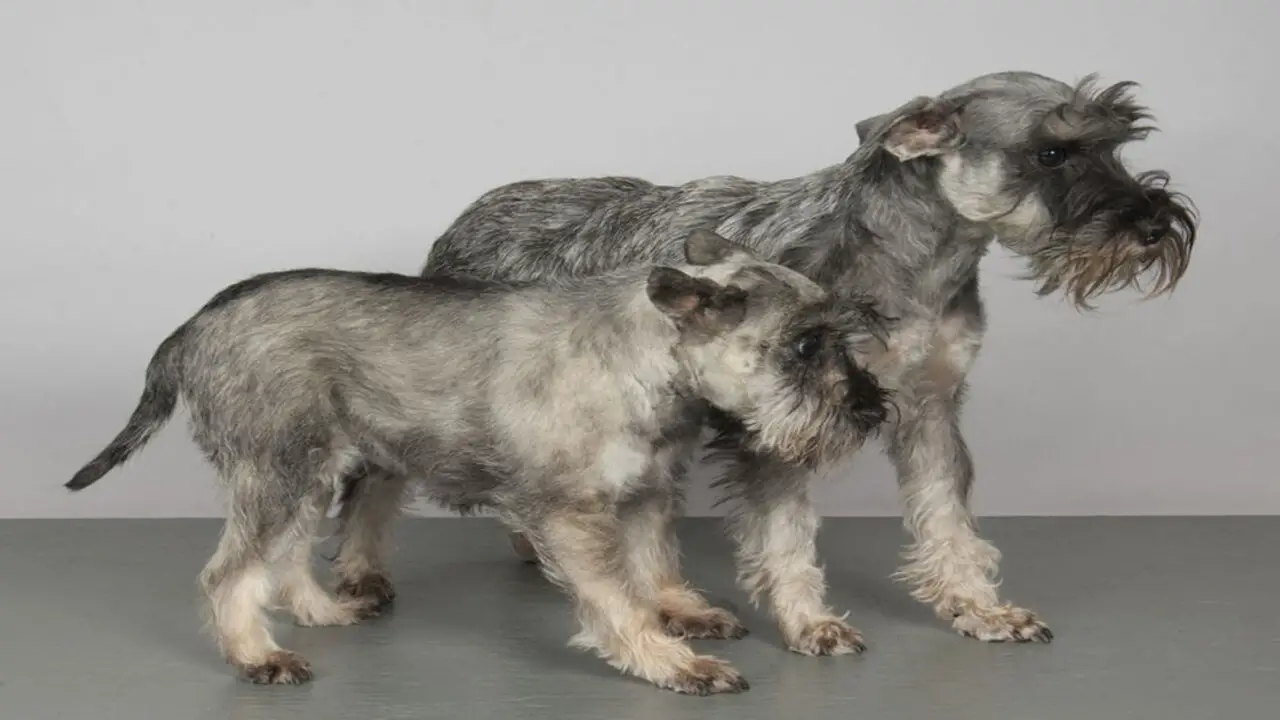 Grooming Needs For Giant And Mini Schnauzer