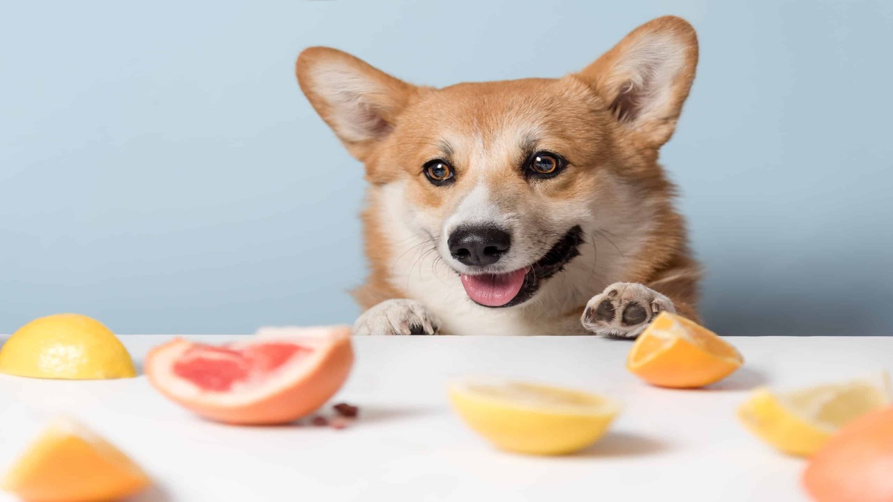 Health Benefits Of Fruits For Dogs