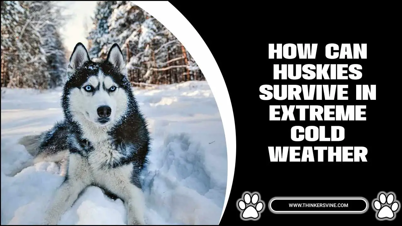 How Can Huskies Survive In Extreme Cold Weather