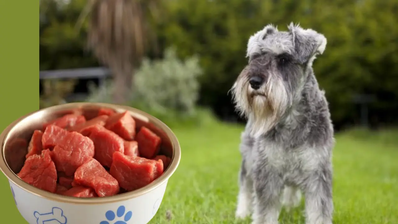 How Much To Feed Raw Food For Mini Schnauzers (Generate Para)