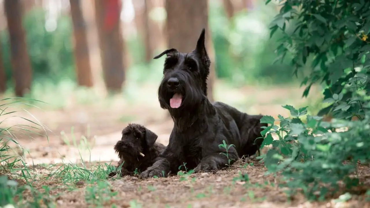How To Care For Your Giant Schnauzer Cropped Ears