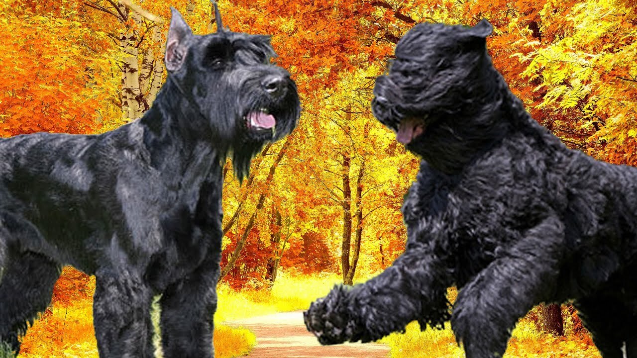 How To Choosing The Right Breed Between Black Russian Terrier And Giant Schnauzer
