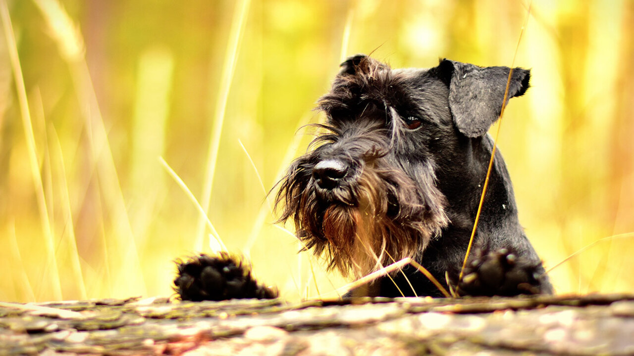 How To Enhance Oldest Miniature-Schnauzer