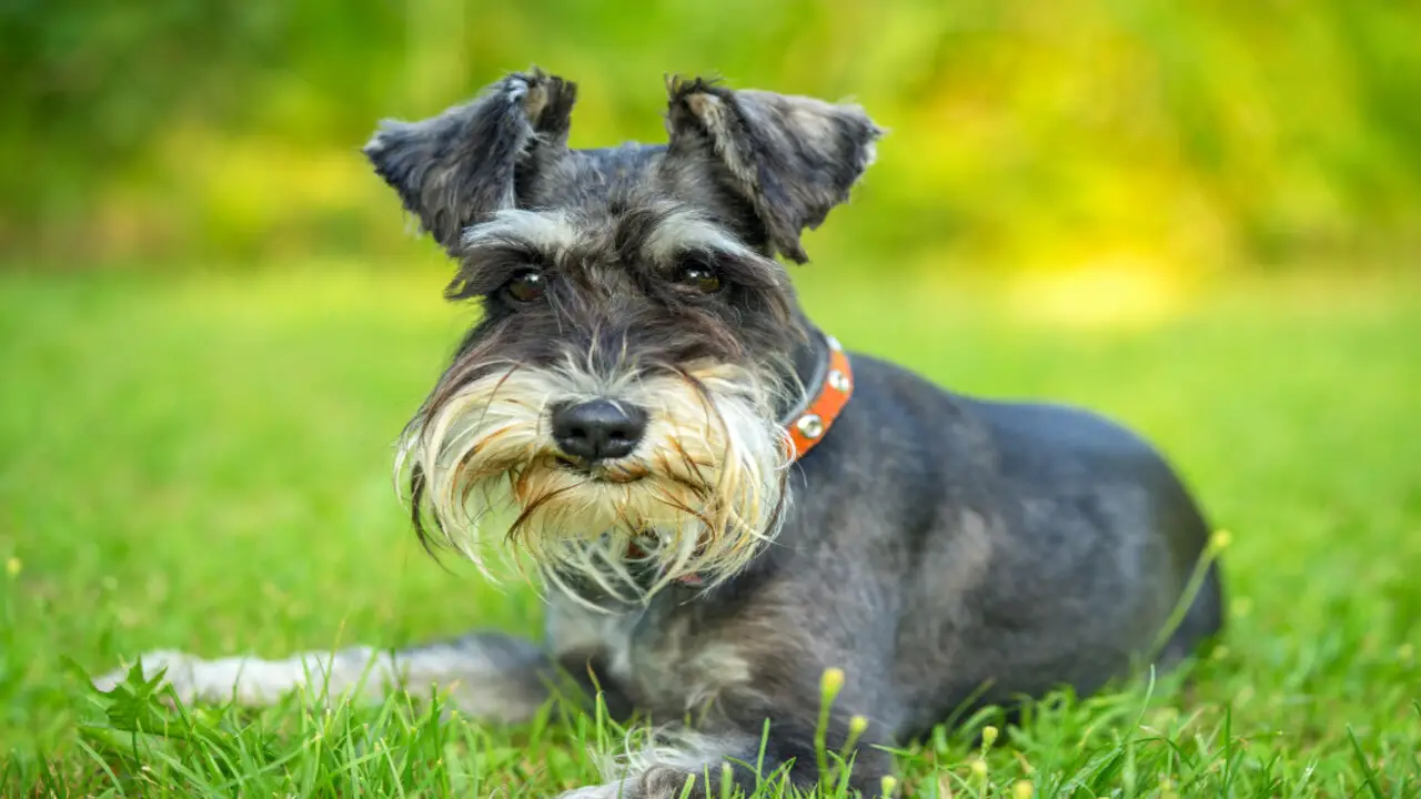 How To Find Best Breed Schnauzers For Adoption