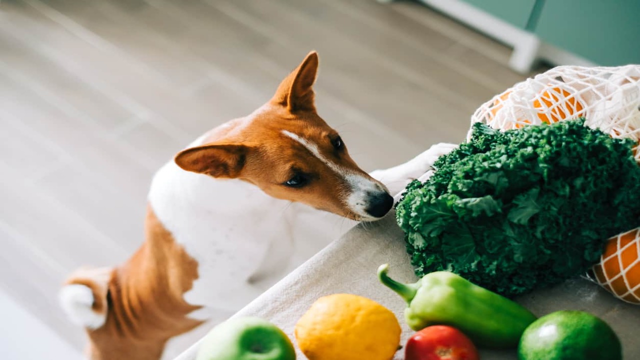 How To Introduce Fruits Into Your Dog's Diet