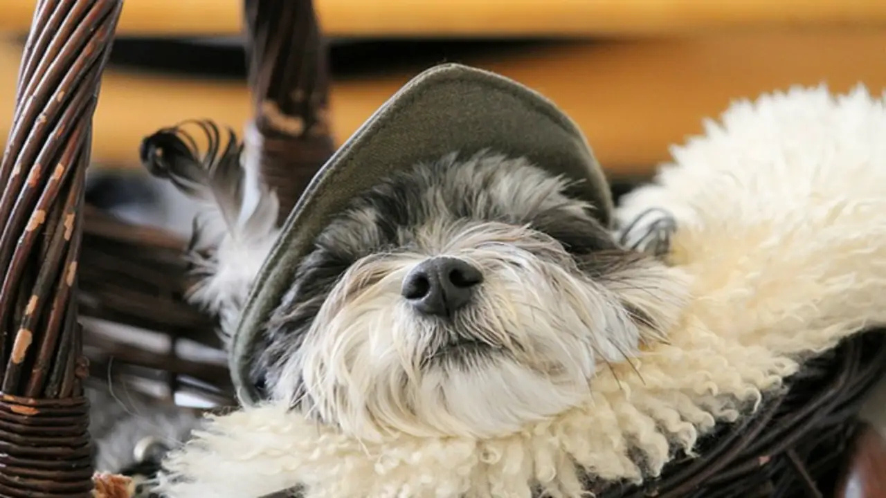 How To Moisten Your Schnauzer’s Dry Nose