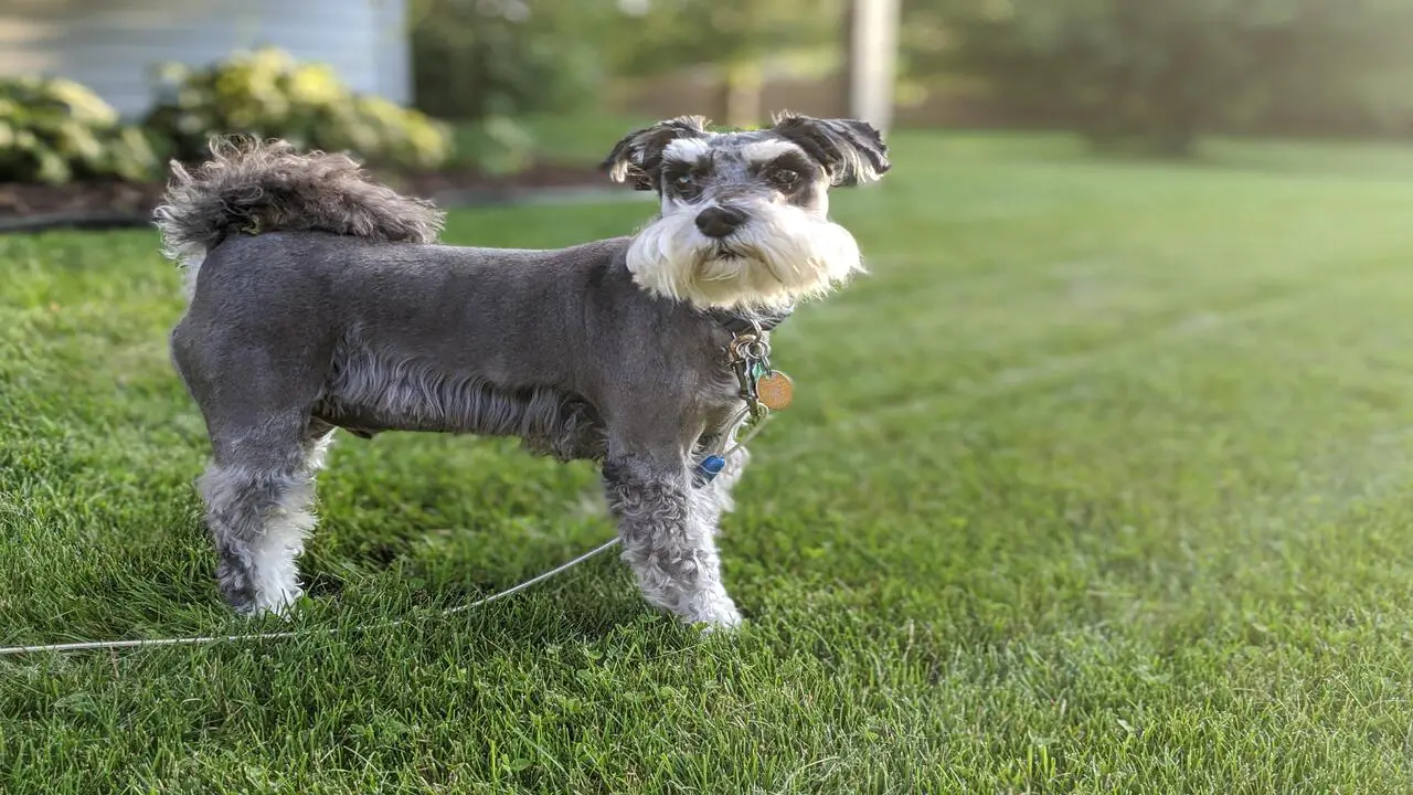 How To Perfectly Execute A Summer Cut For Schnauzers