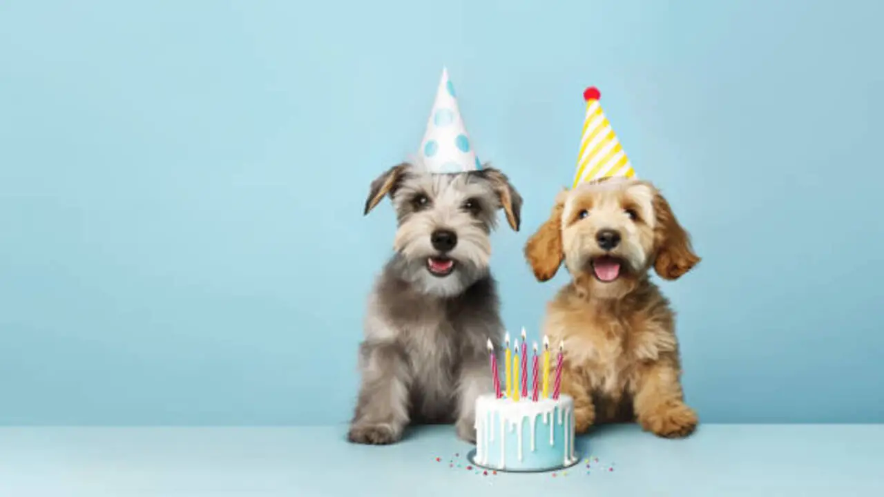 How To Plan For Celebration Happy Birthday Schnauzer