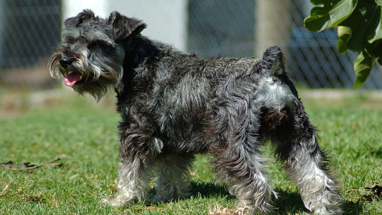 How To Recovery Of Schnauzer Comedo Syndrome In Dogs