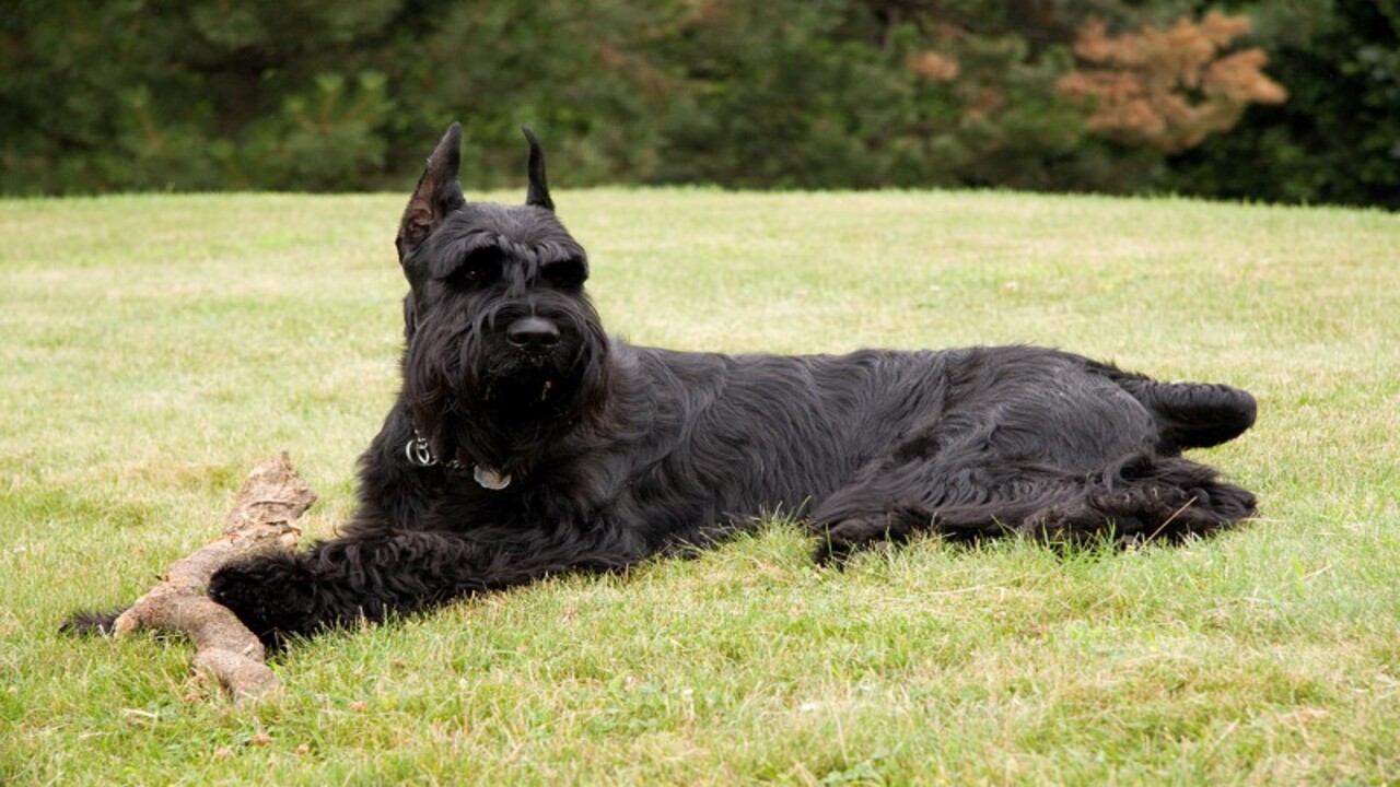 How To Training Firezone Giant Schnauzers