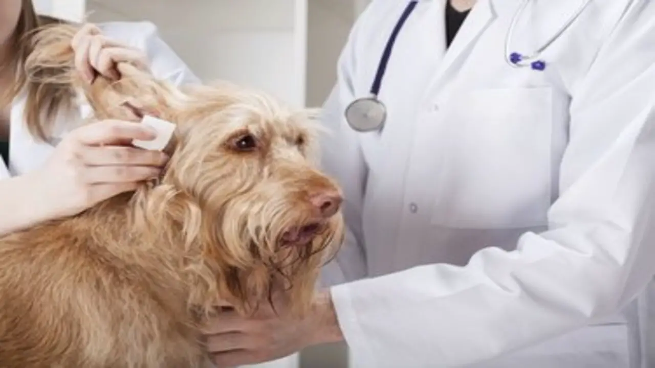 How To Treat The Side Effects Of Using Polysporin On Dogs