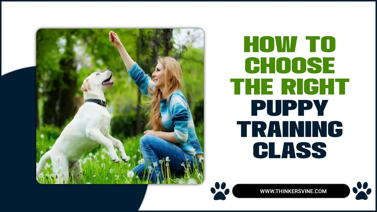How To Choose The Right Puppy Training Class