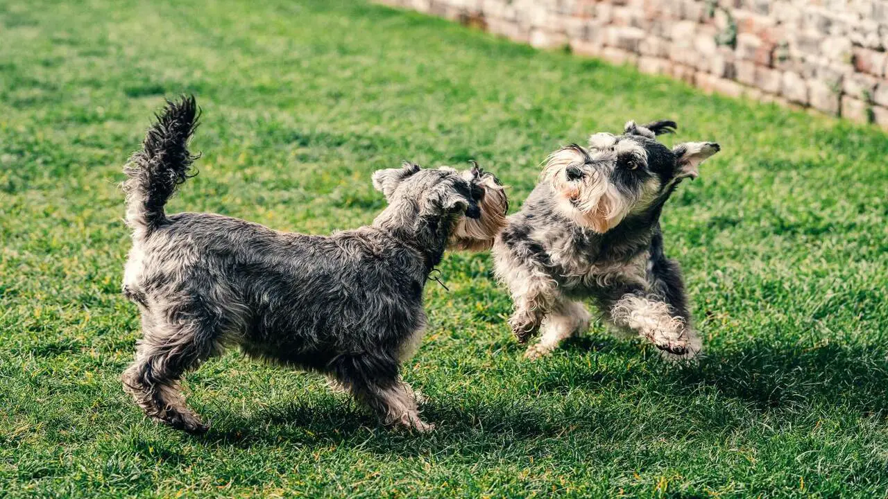 Identify The Reasons Of Why Schnauzers Are The Worst Dogs