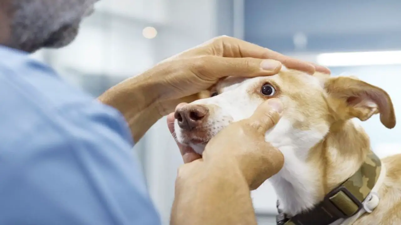 Identifying Signs Of Eye Infection In Dogs