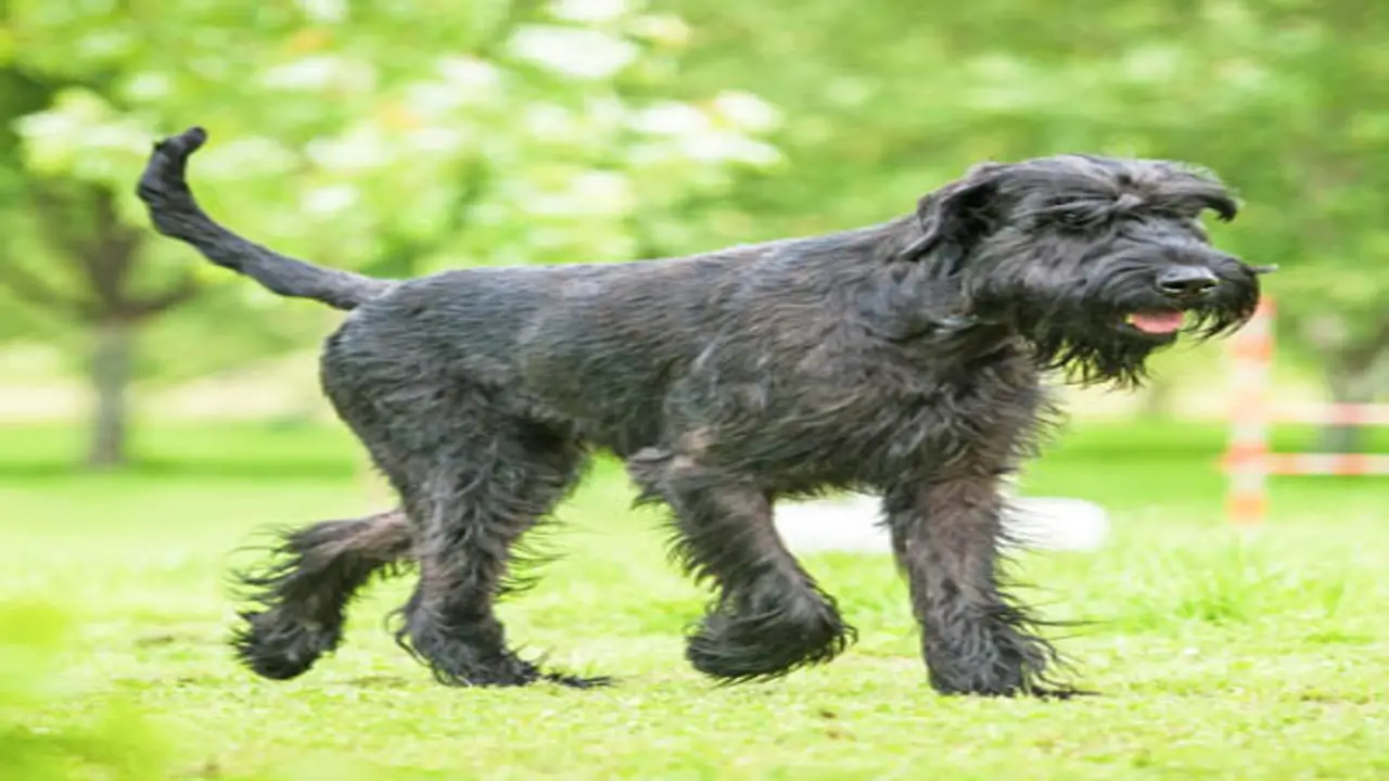 Importance Of Managing Giant Schnauzer Weight