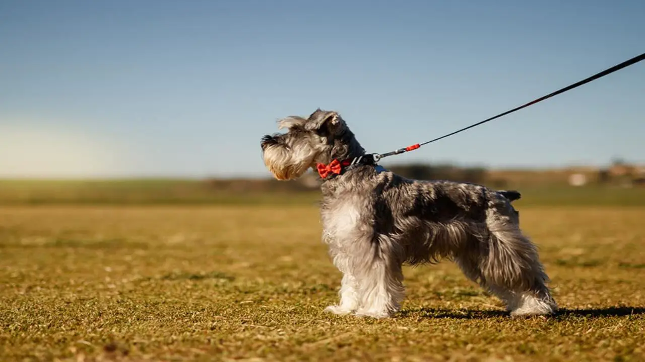Important Considerations Before Getting A Schnauzer