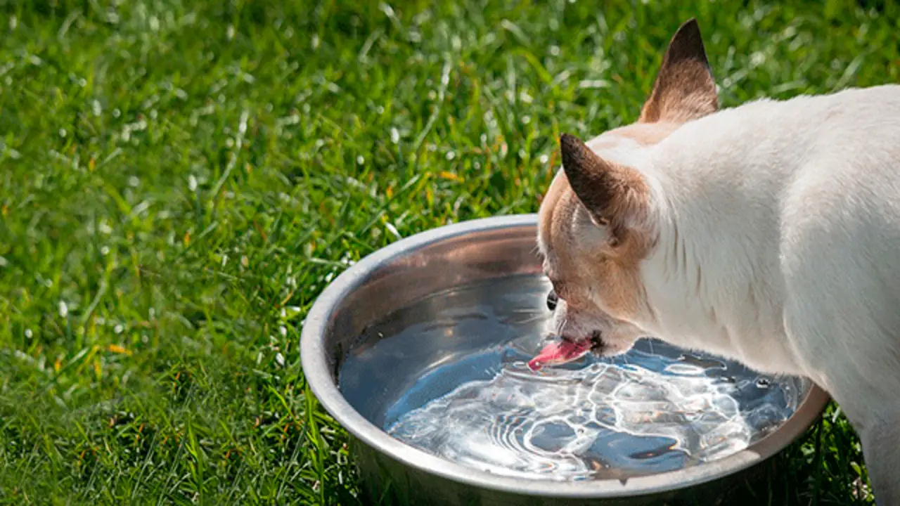 Keep Your Dog Hydrated With Plenty Of Fresh Water