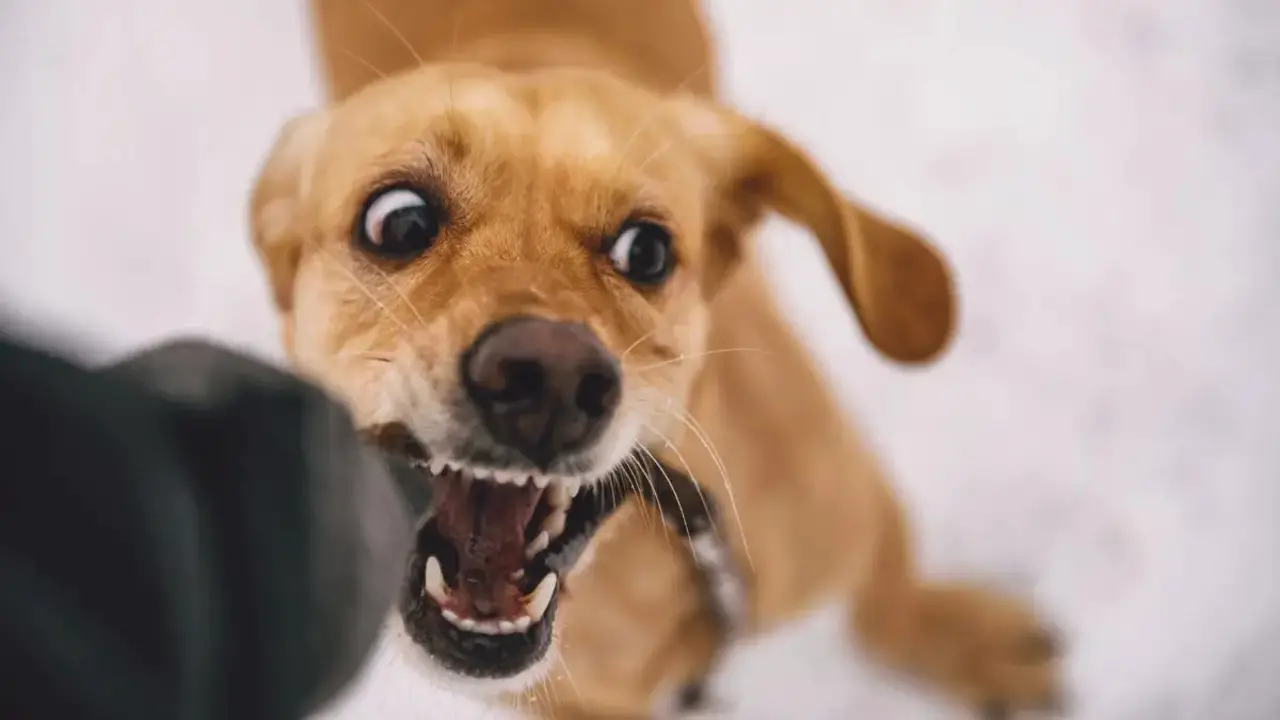 Legal Responsibility For Dog Bites In Pennsylvania
