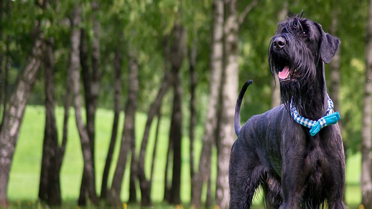 List Of Places To Find Giant Schnauzers For Sale In Texas