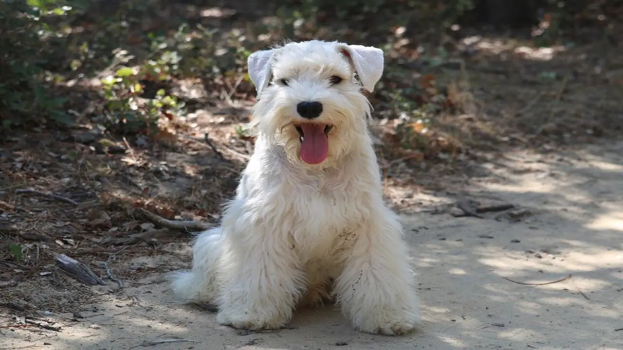 List Of Places To Find White-Miniature Schnauzers For Sale