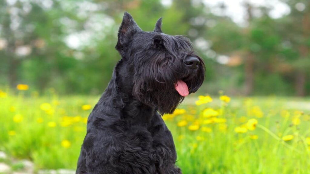 Giant Schnauzer Cropped Ears: Follow Our Expert Tips!