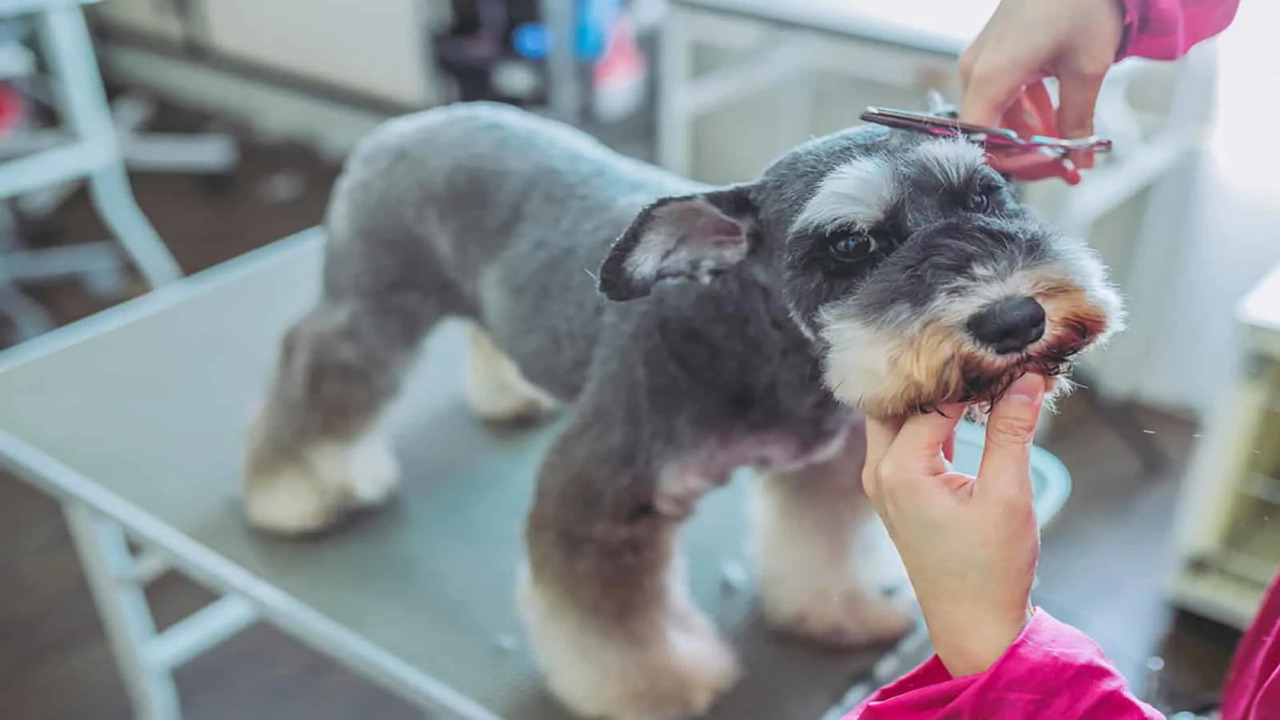 Nurturing A Lifelong Companionship With Your Schnauzer