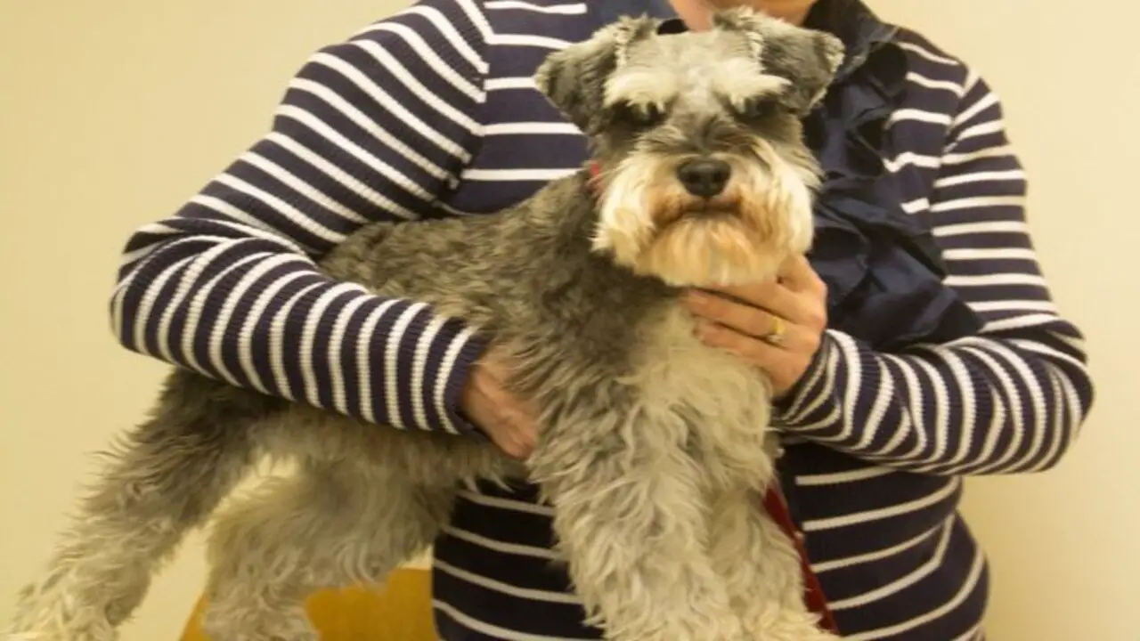 Oldest Miniature-Schnauzer Serious Health Issues