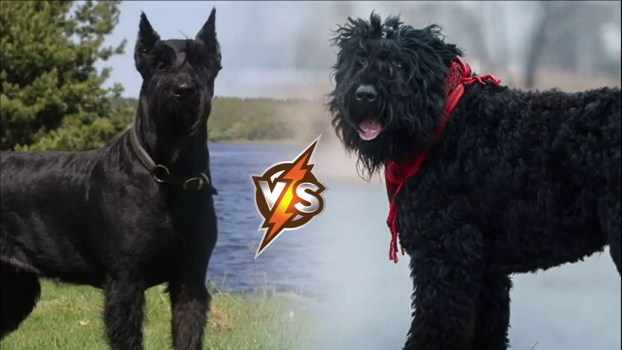 Overview Of Black Russian Terrier Vs Giant Schnauzer