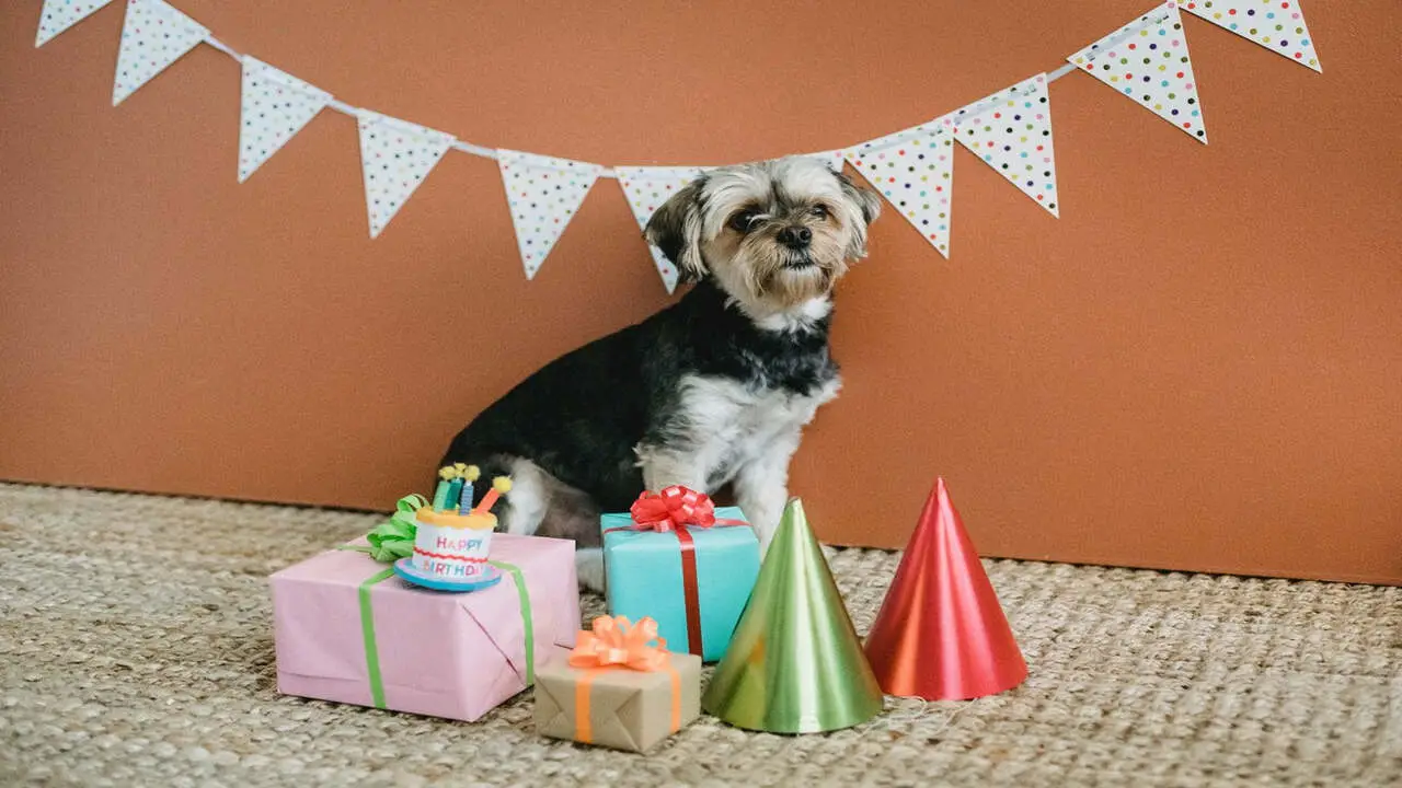 Party Games For A Birthday Party For A Schnauzer