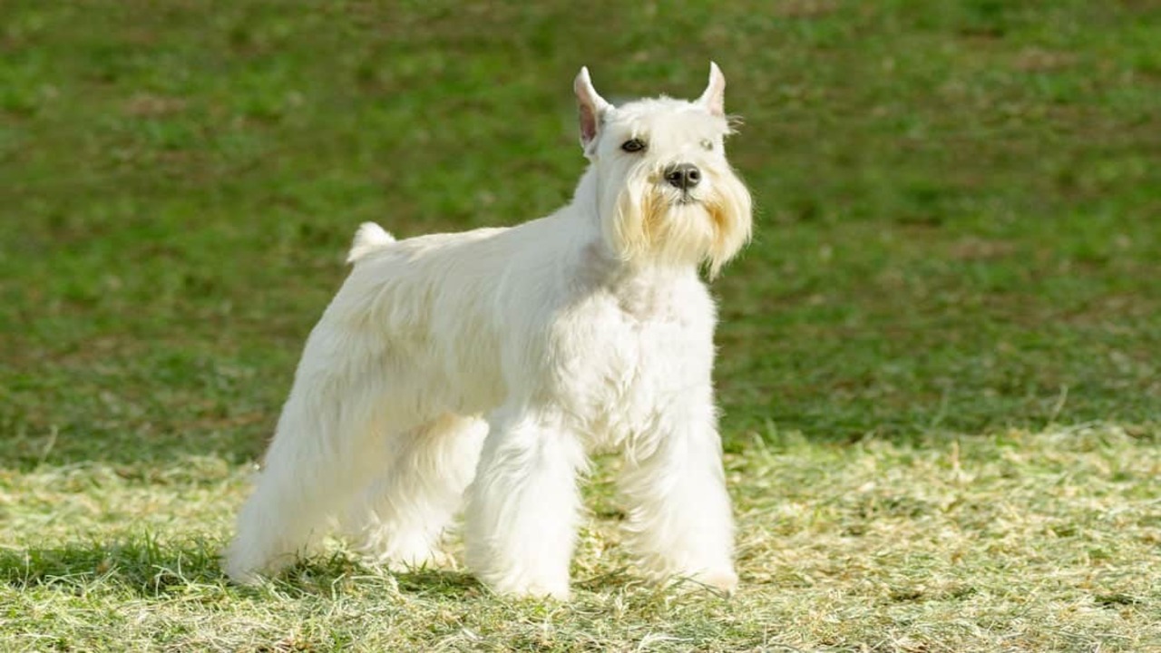 Preparing Your Schnauzer For A Summer Cut