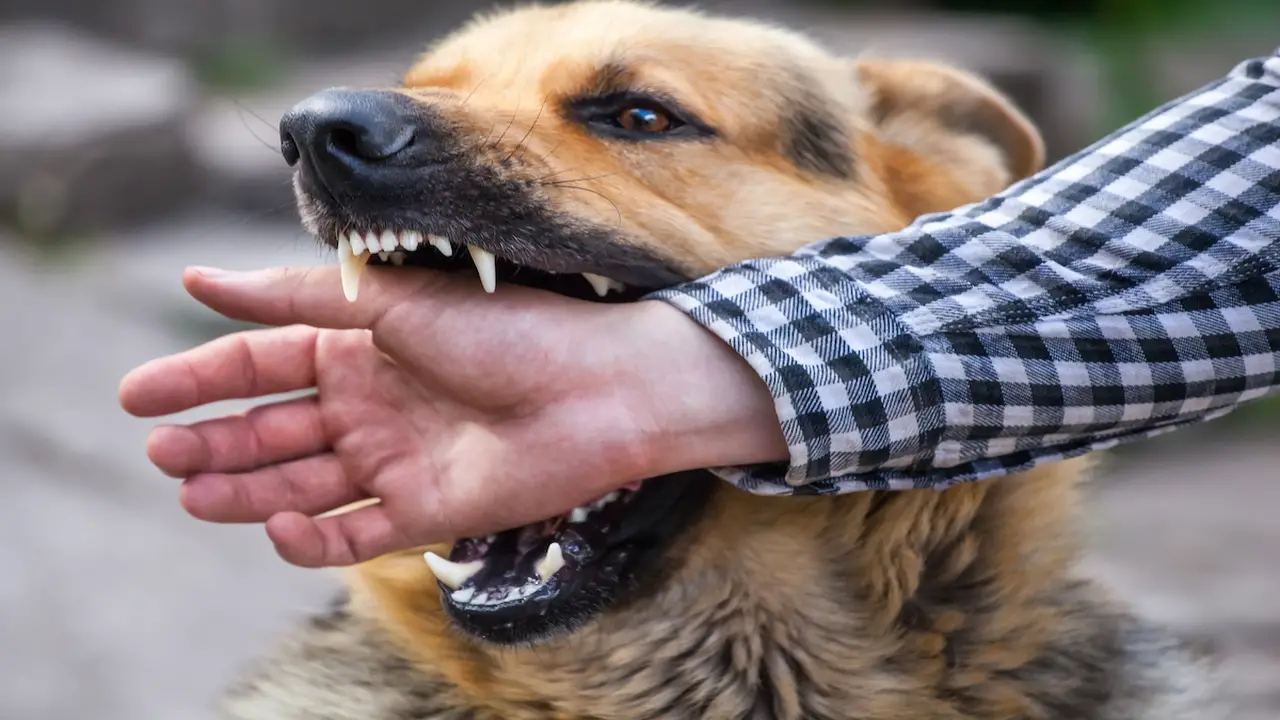 Protecting Yourself And Your Pet - Washington Dog Bite Laws Explained