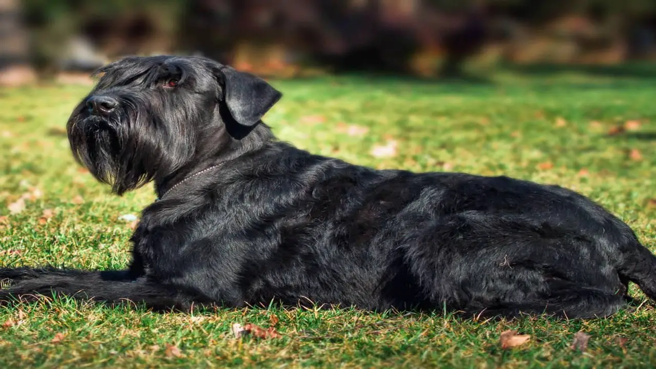 Protective Instinct The Natural Breed Tendency Of Giant Schnauzers