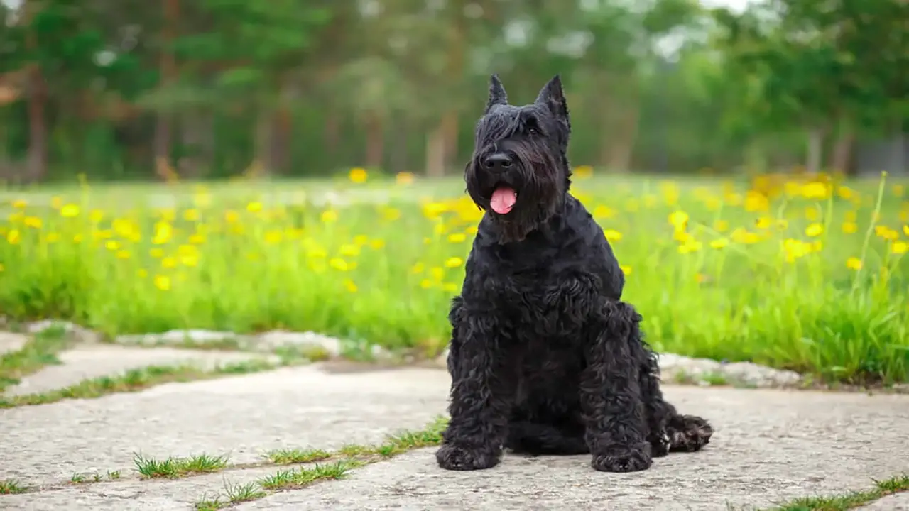 Providing Excellent Customer Service To Buyers Of Giant Schnauzers In Texas