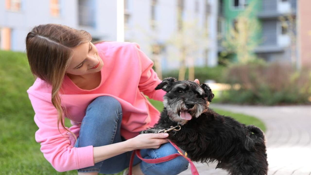 Recognizing And Addressing Separation Anxiety In Schnauzers