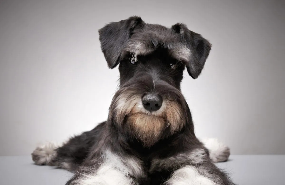 Schnauzer Beard Care For Different Seasons And Weather Conditions