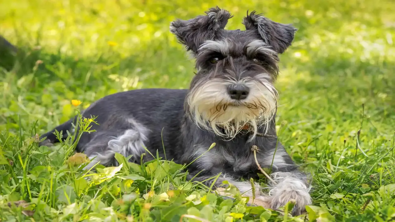 Schnauzer Dog With Beard-How To Trim And Shape