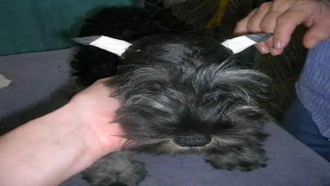 Schnauzer Ear Cropping Prices & Recovery Time