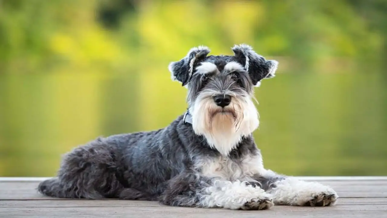 Schnauzers Are Prone To Certain Health Issues Such As Pancreatitis And Diabetes