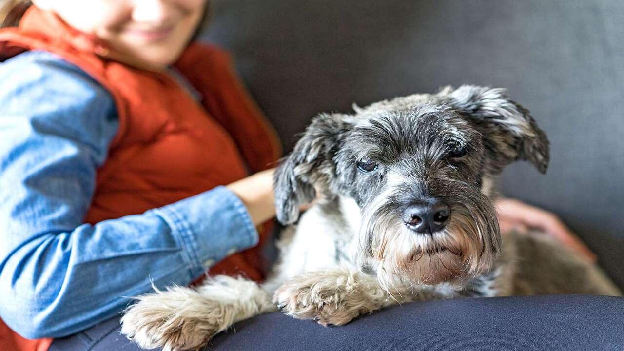 Schnauzer's Behavior And Attachment Patterns