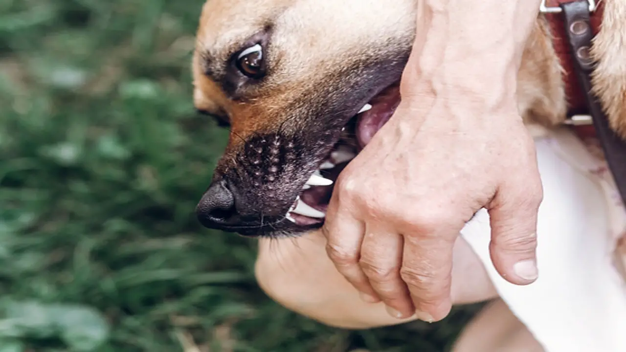 Strict Liability And Negligence In Dog Bite Cases