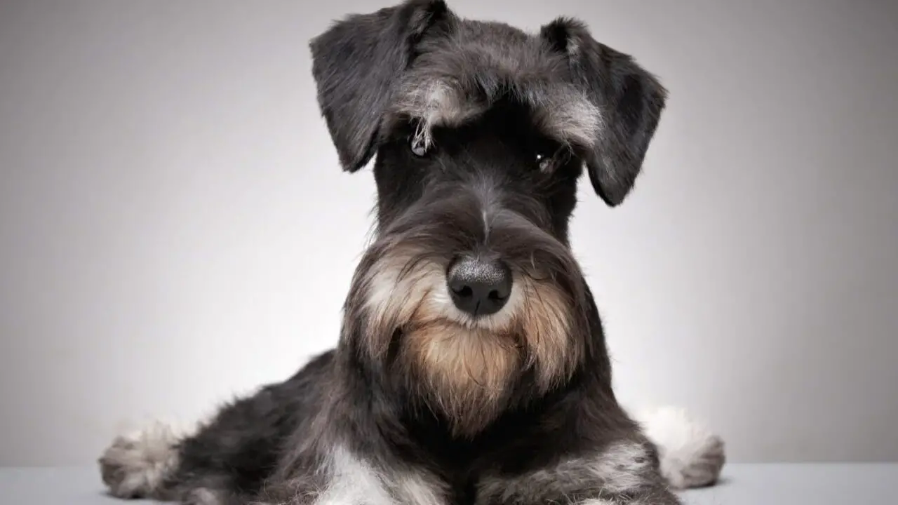 Taking Care Of Your Schnauzer’s Facial Hair