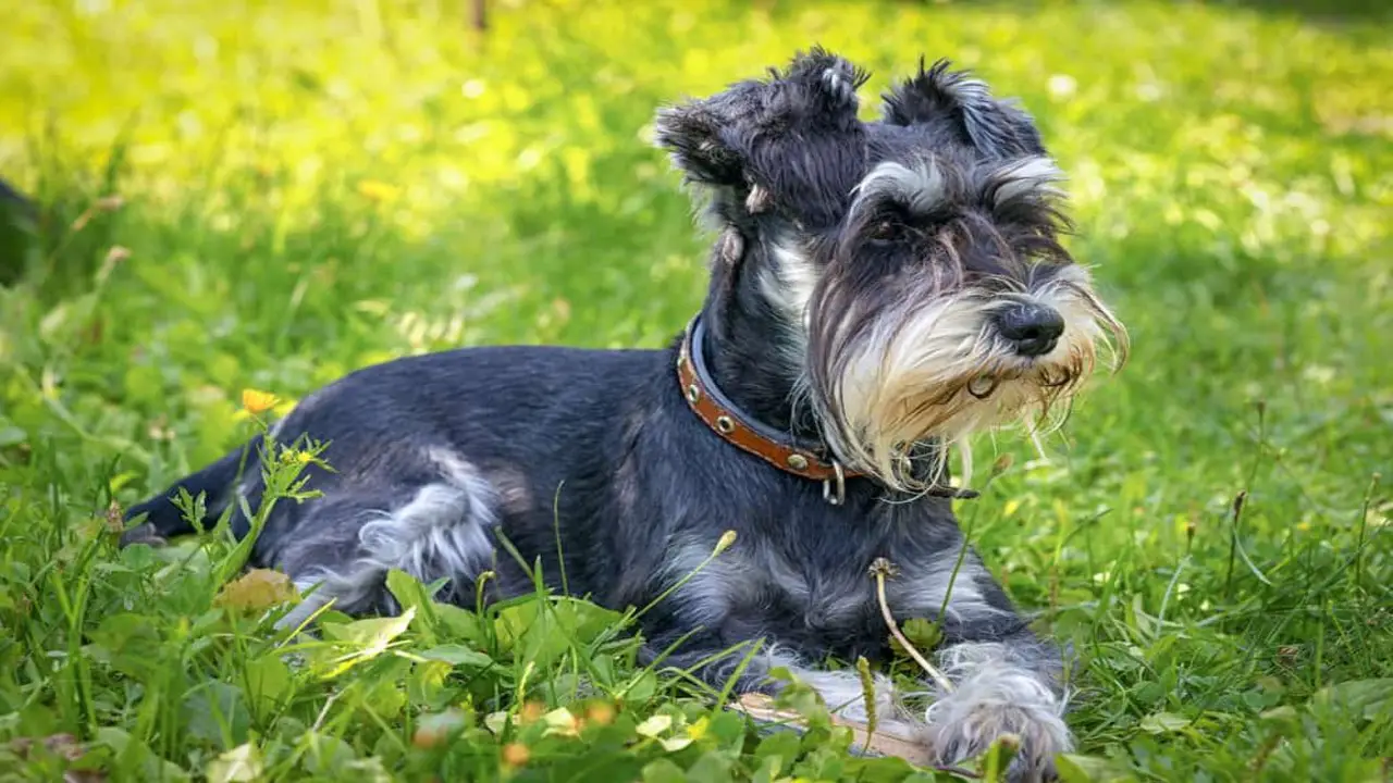 The Active Schnauzer - Suitable Haircuts