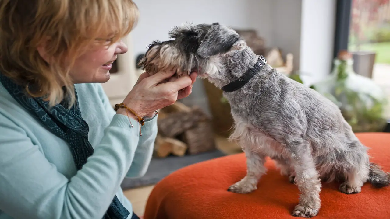 The Bond Between A Schnauzer And Their Owner