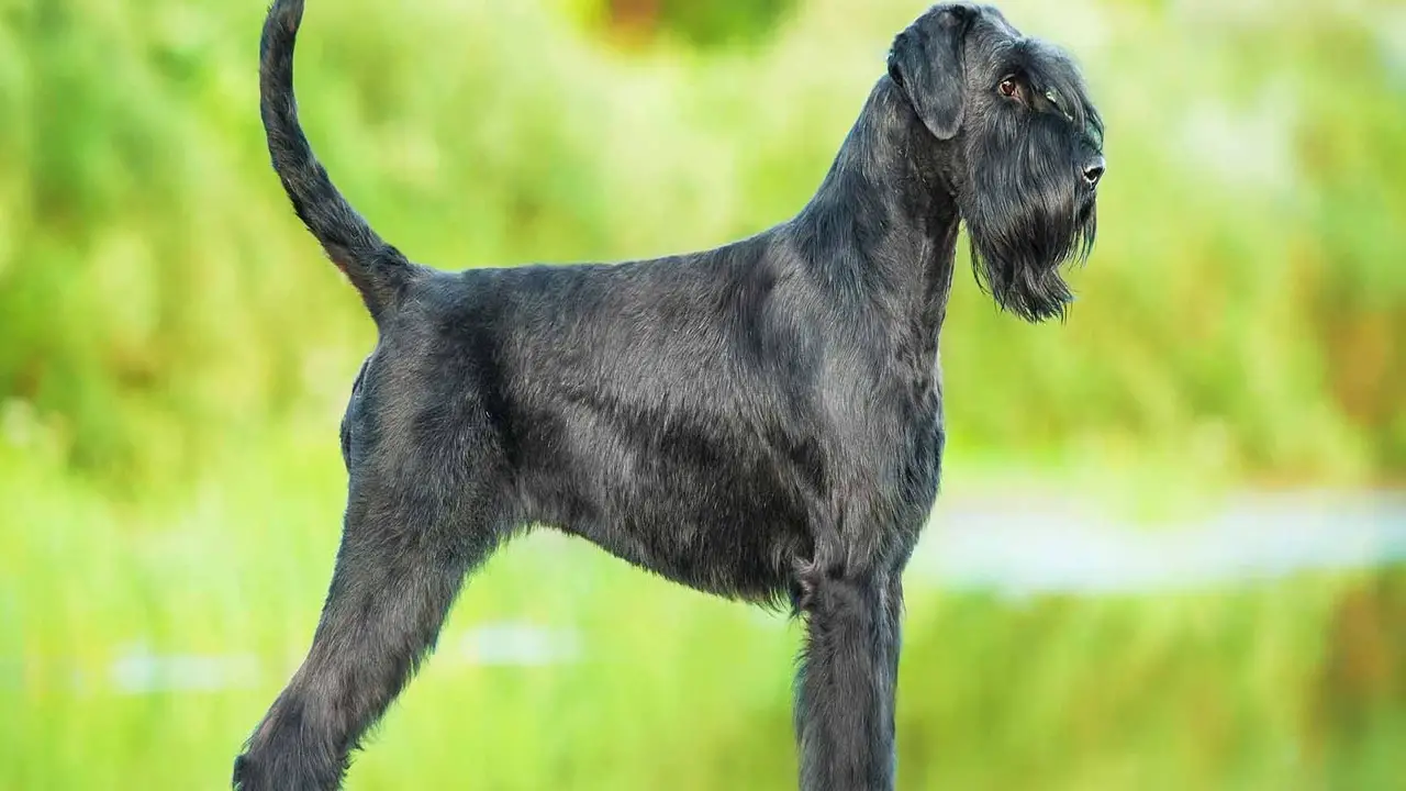The Demand For Giant Schnauzers In Texas