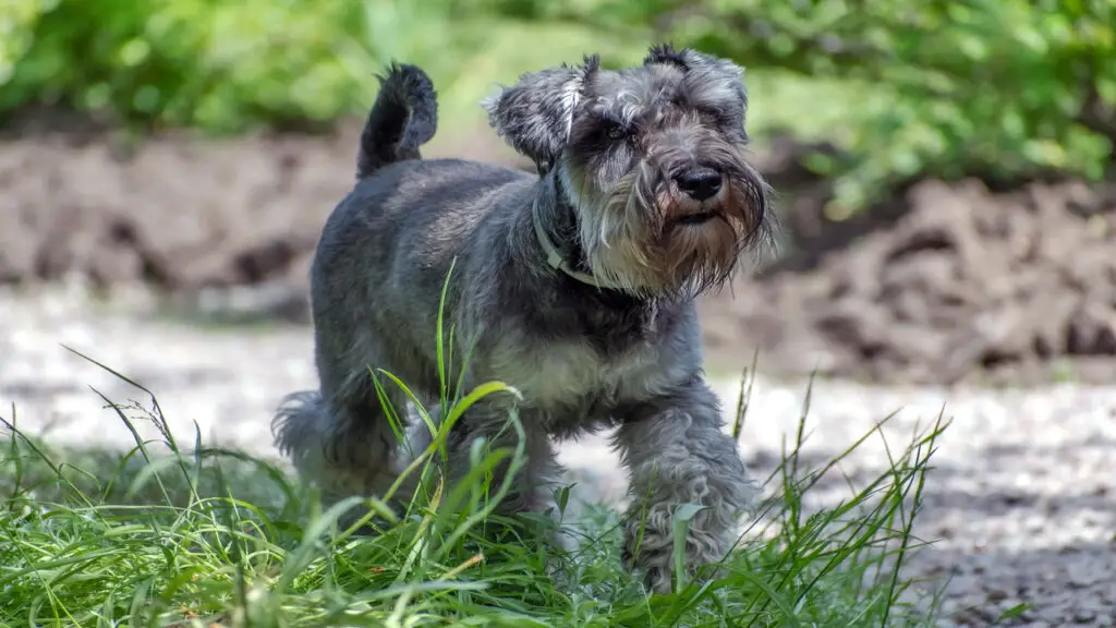 Schnauzer Without Beard: Beard-Free Transformation!