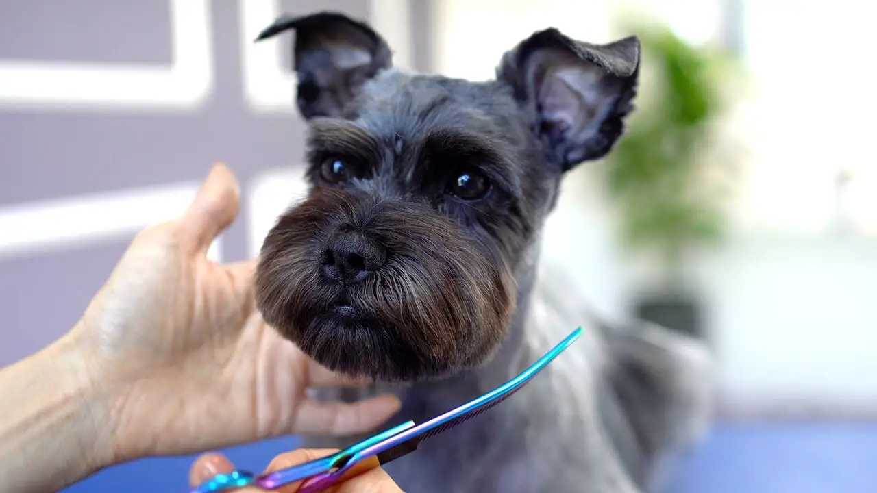 The Impact Of Lifestyle On Your Schnauzer's Haircut
