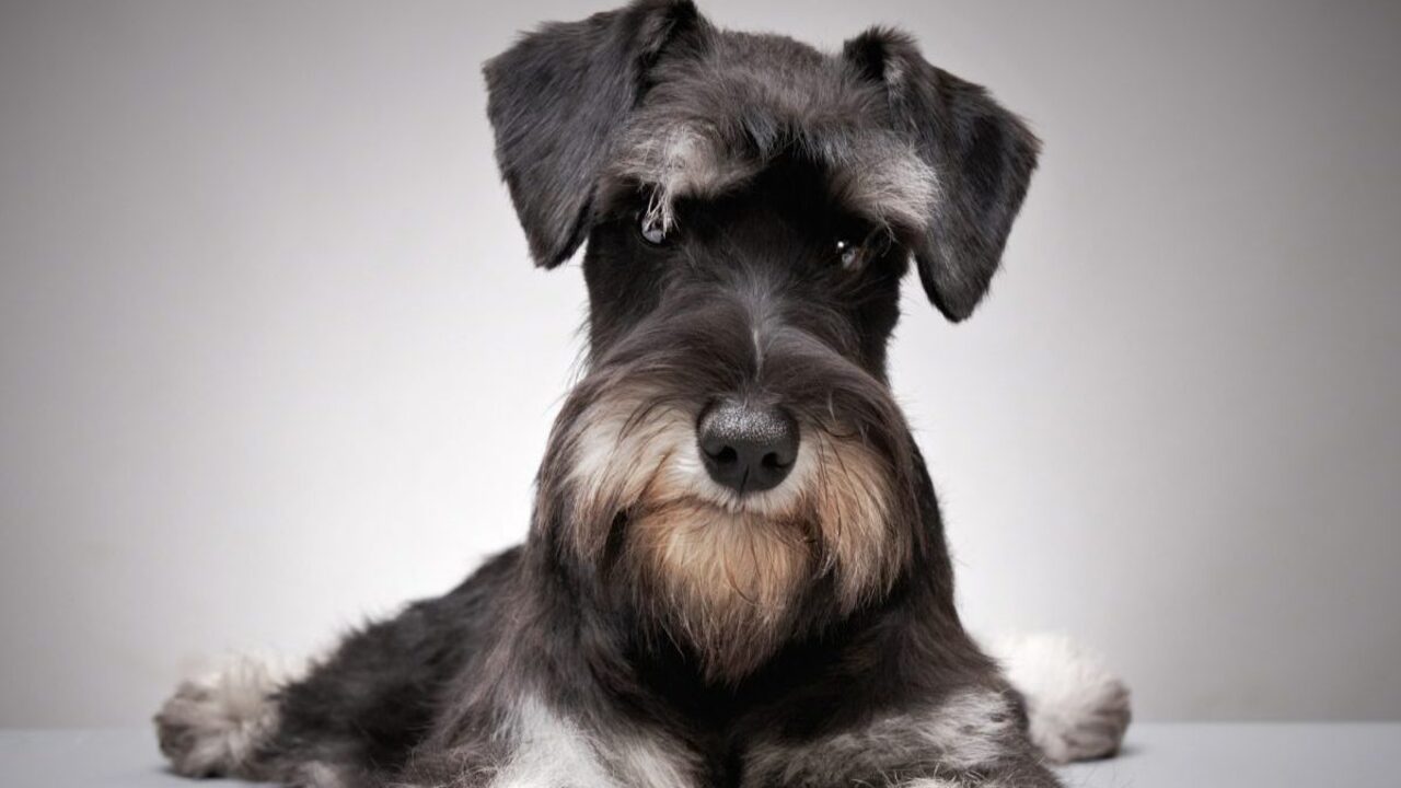 The Importance Of Proper Training And Socialization For A Well-Behaved Miniature Schnauzer