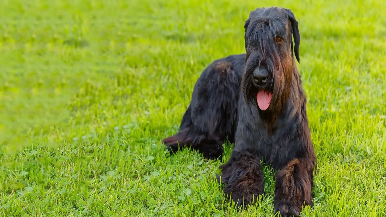 The Importance Of Training For Firezone Giant Schnauzers