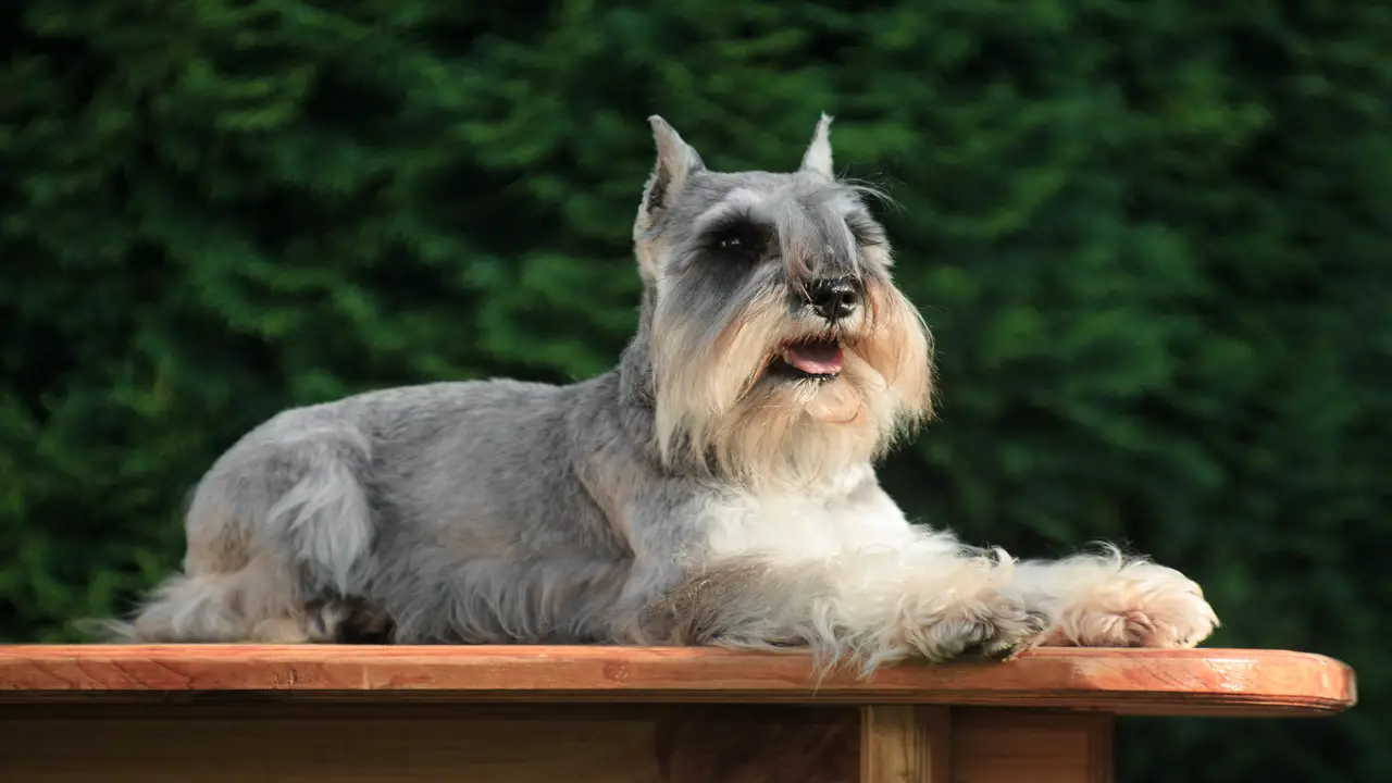 The Significance Of The Beard In Miniature Schnauzers