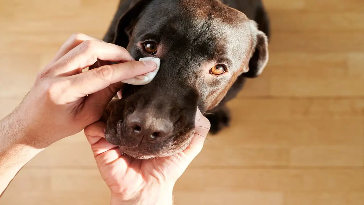 Tips For Preventing Eye Infections In Dogs
